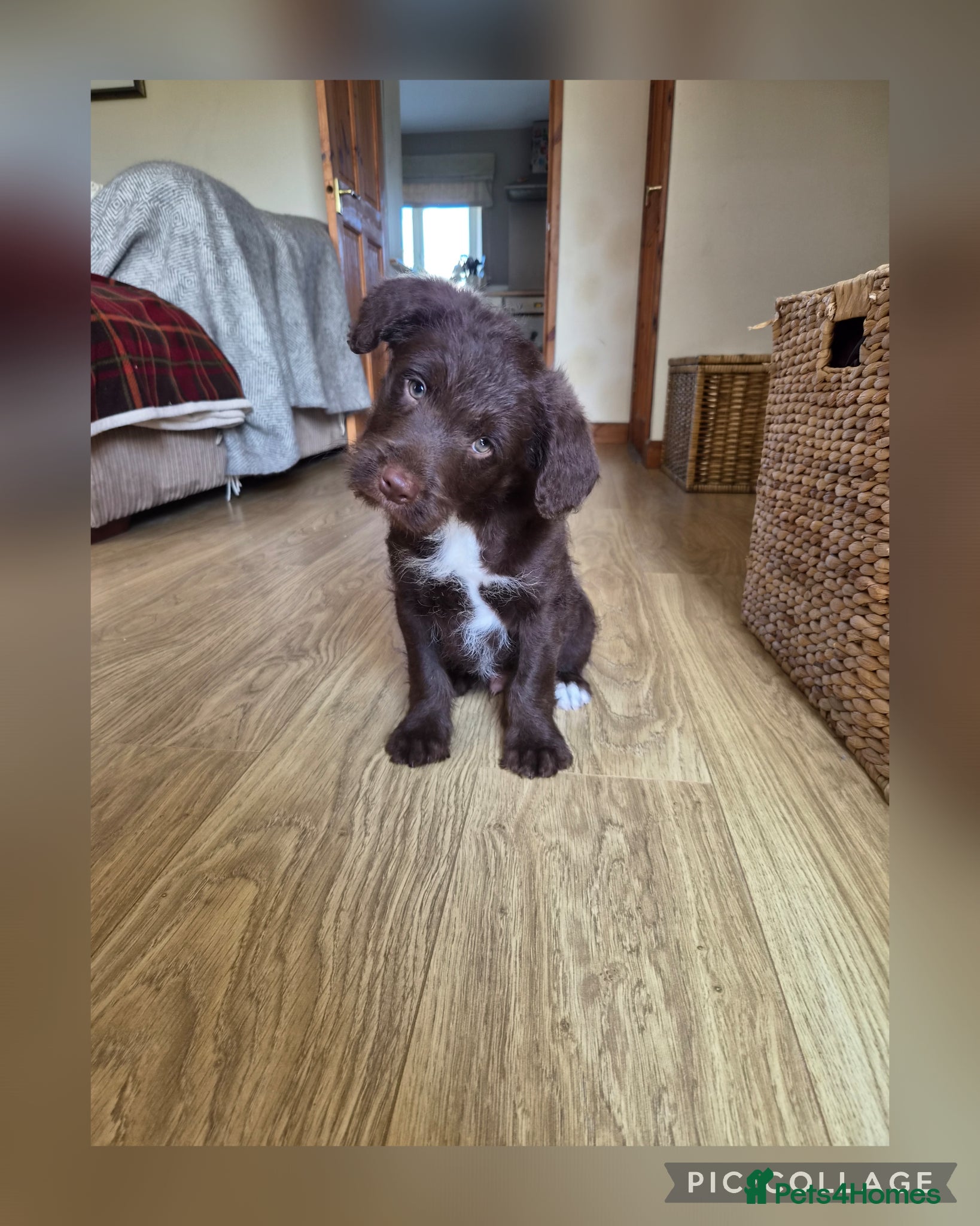 Bordoodle dogs Bordoodles (collie x poodle) - Advert 1