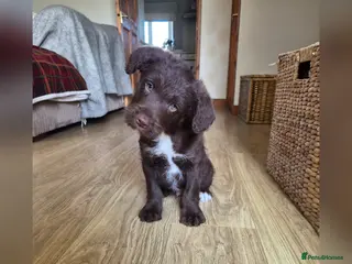 Bordoodle dogs Bordoodles (collie x poodle) - Advert 1