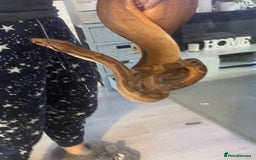 Boa Snake reptiles for sale: Boa Constrictor - Image 7