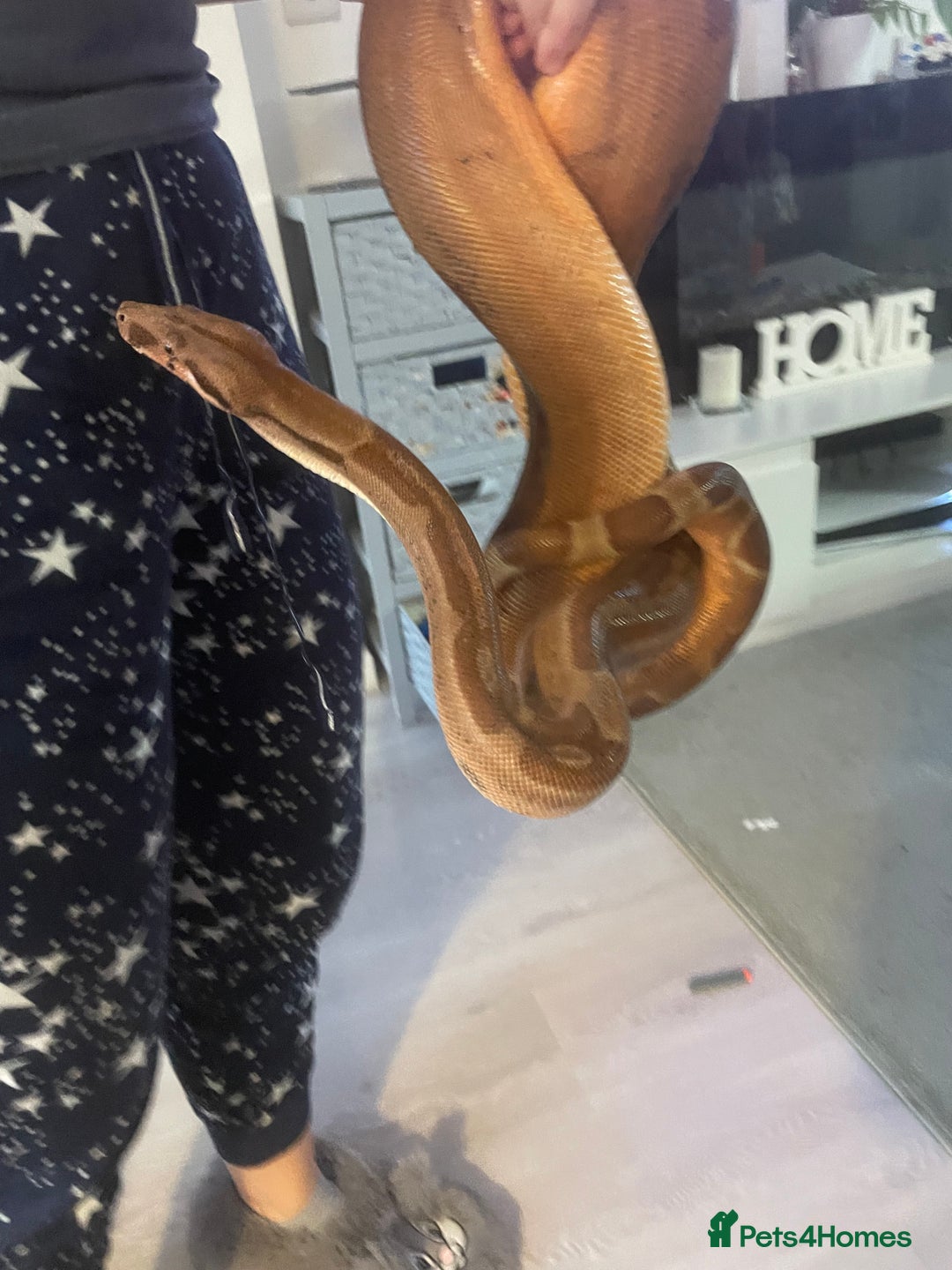 Boa Snake reptiles for sale: Boa Constrictor - Image 7