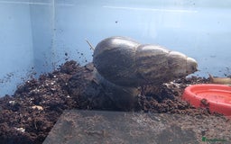 Snails invertebrates for sale: Giant African Land Snails & Tank.& Smaller snails  - Image 8