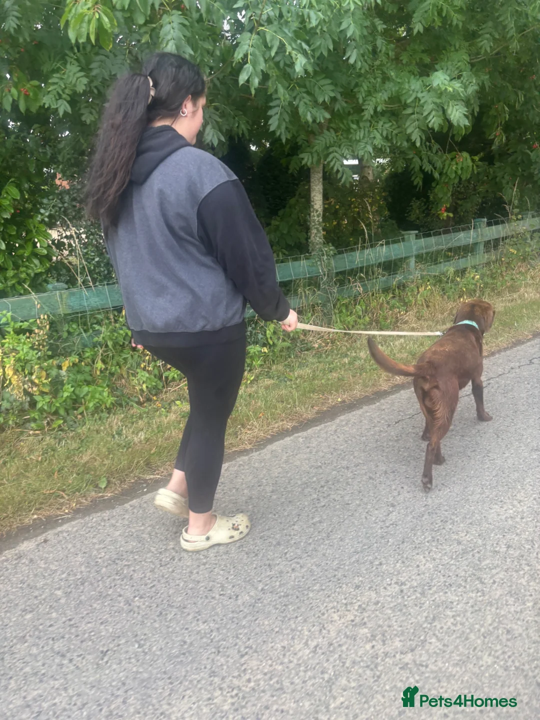 Labrador Retriever dogs for sale: Kc chocolate Labrador  - Advert 3