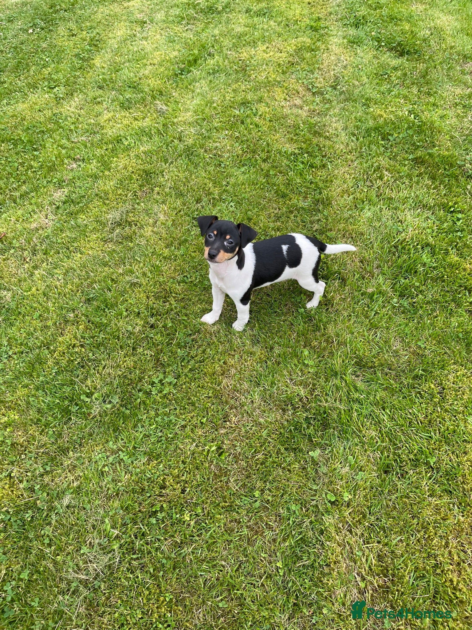 Jack Russell dogs Jack Russell pup for sale - Advert 1