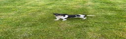 Jack Russell dogs for sale: Jack Russell pup for sale in Blairgowrie - Advert 1
