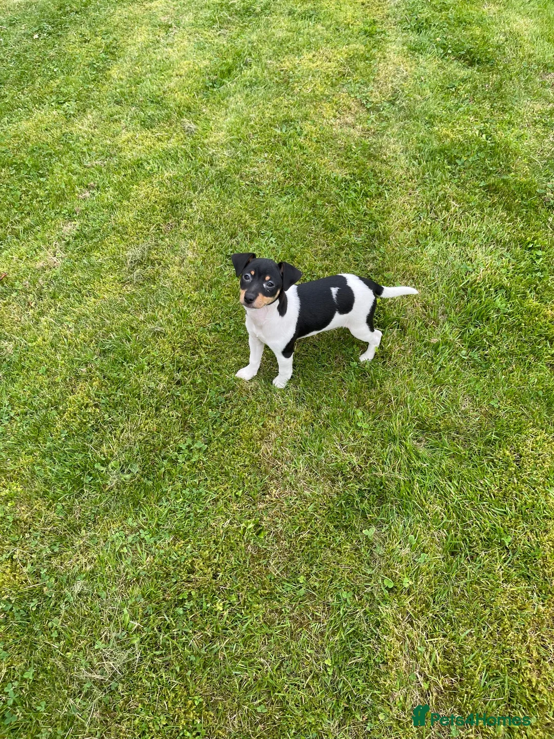 Jack Russell dogs for sale: Jack Russell pup for sale in Blairgowrie - Advert 1