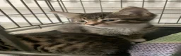 Mixed Breed cats for sale: maincoon x READY TO LEAVE - Advert 5