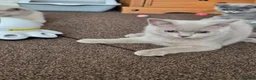 British Shorthair cats for sale: Gccf/tica ready now, blue girls lilac boys - Advert 6