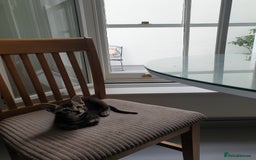 Tonkinese cats for sale: Beautiful Burmese X Baby - Image 4