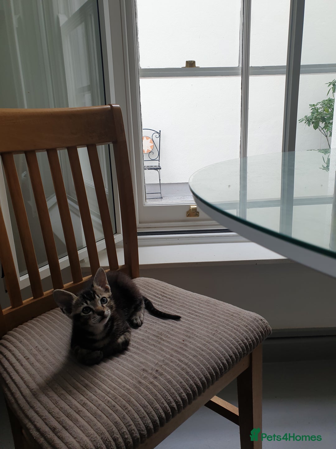 Tonkinese cats for sale: Beautiful Burmese X Baby - Image 4