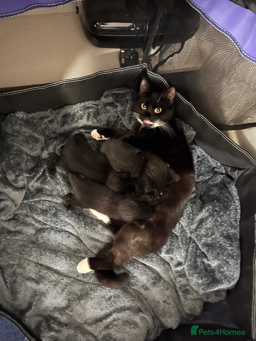 Domestic Shorthair cats for sale: Black and white kittens for sale  - Advert 6