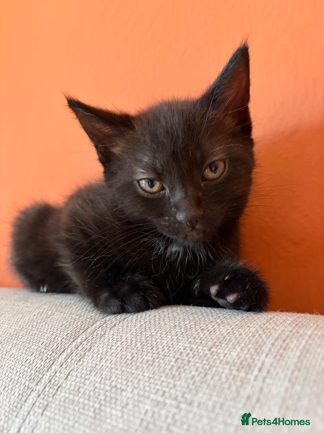 Mixed Breed cats for sale: Two gorgeous boys in Brighton - Advert 4