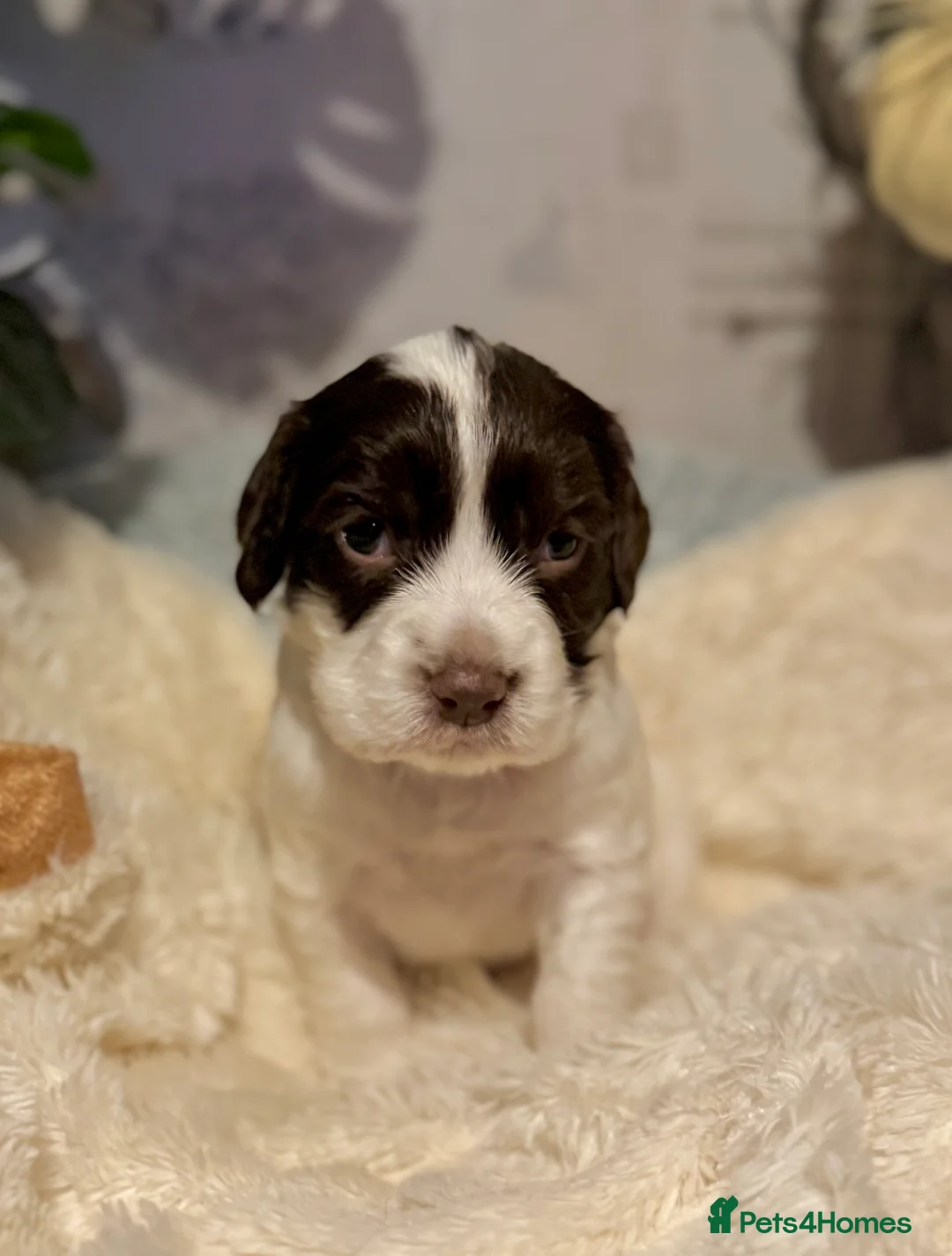 Sprocker dogs for sale: Beautiful Sprocker Spaniel pups  - Advert 16
