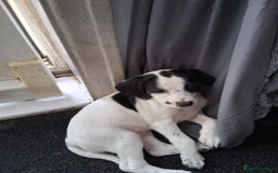Mixed Breed dogs for sale: english springer spaniel cross foxhound - Image 5
