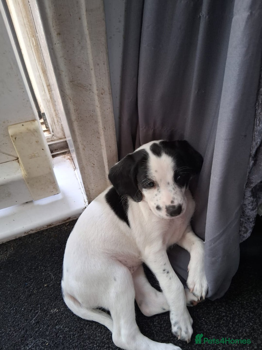 Mixed Breed dogs for sale: english springer spaniel cross foxhound - Image 5