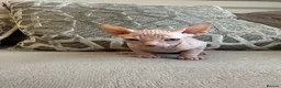 Sphynx cats for sale: Ready to leave now pink blue eyes Sphynx  - Advert 9