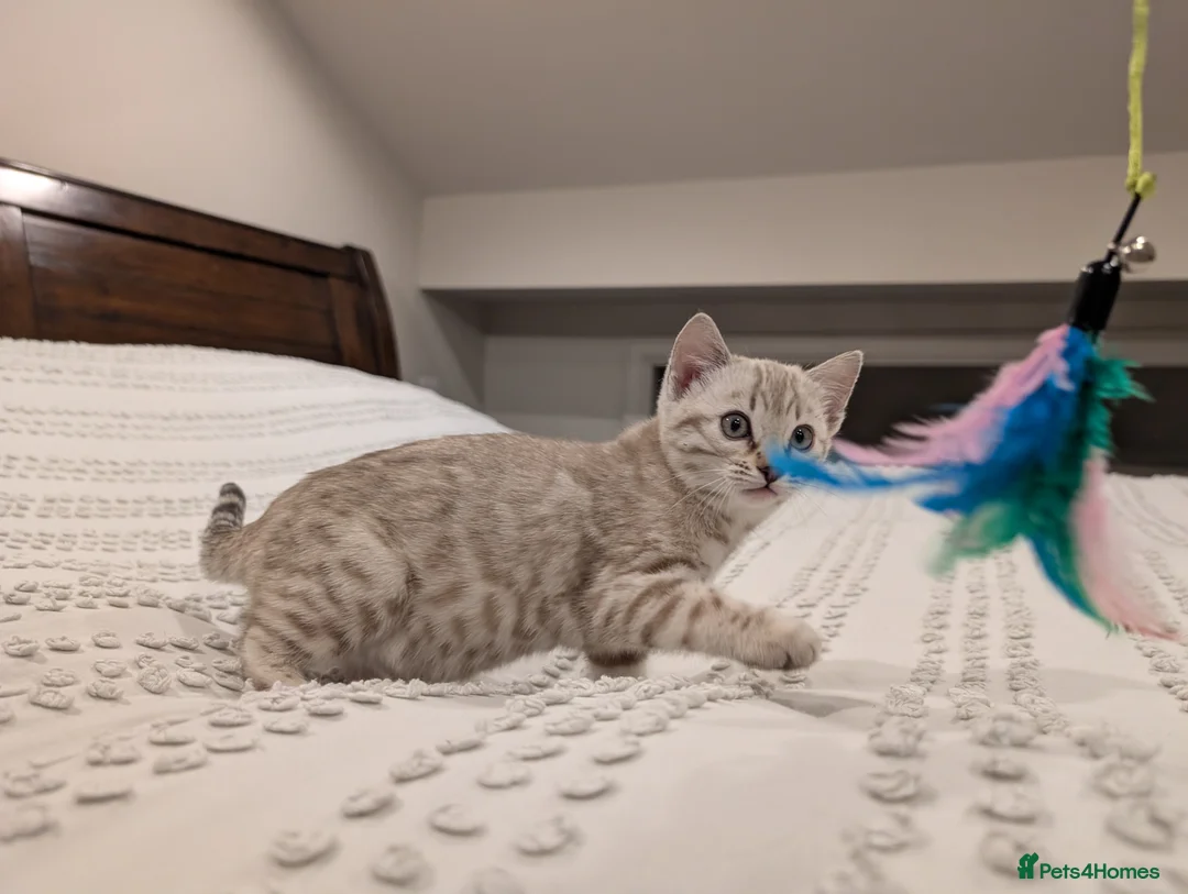 Bengal cats for sale: 🤍🩶 Stunning Snow Bengal Kittens 🩶🤍 - Advert 6