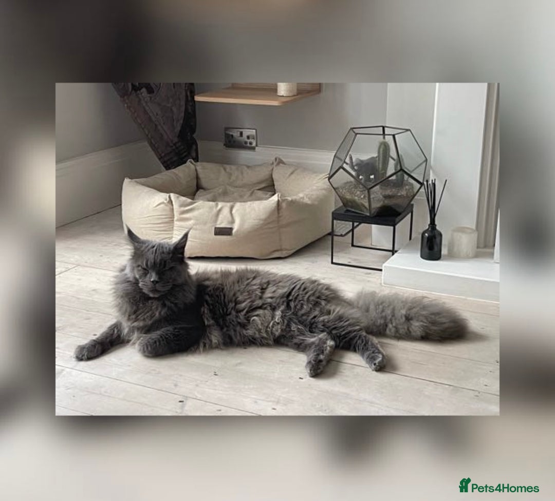 Maine Coon cats for stud: Maine Coon STUD service only - Not for sale  in Woking - Advert 3