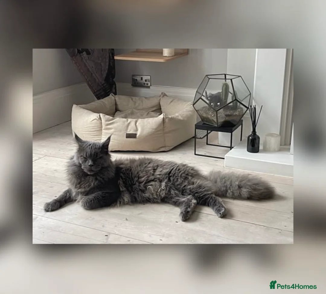 Maine Coon cats for stud: Maine Coon STUD Service Only - Not For Sale   in Woking - Advert 9
