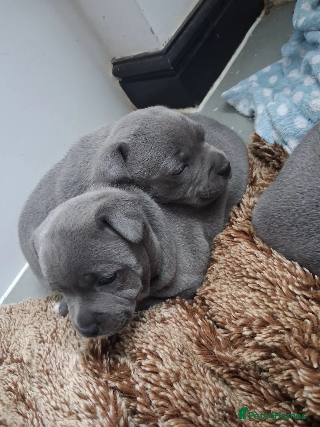 Staffordshire Bull Terrier dogs for sale: 3 beautiful blue Staffordshire terrier pups in Spalding - Advert 2
