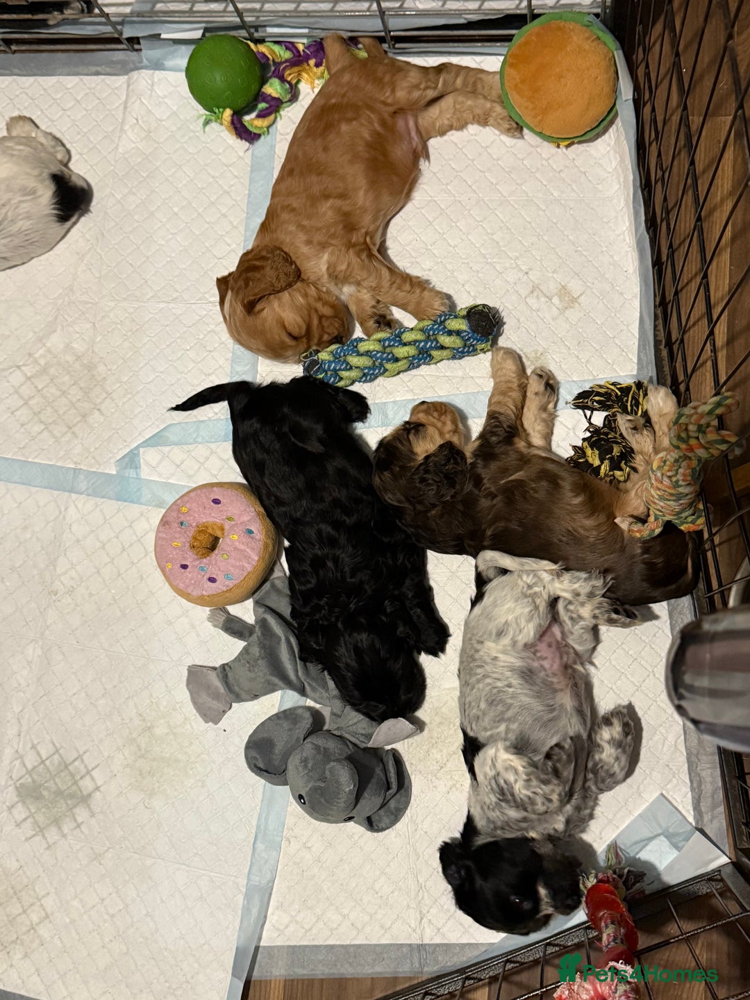 Cocker Spaniel dogs for sale: Beautiful kc registered show cocker spaniels - Image 6