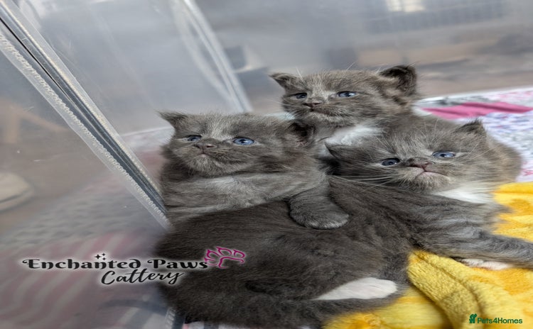 Maine Coon cats - Advert 4