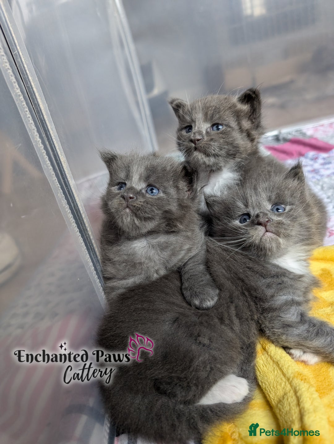 Maine Coon cats for sale: Ready now! 1 boy TICA Registered  - Image 3