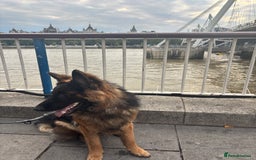 German Shepherd dogs for sale: Rehoming 1 Year Old German Shepherd Male - Image 4