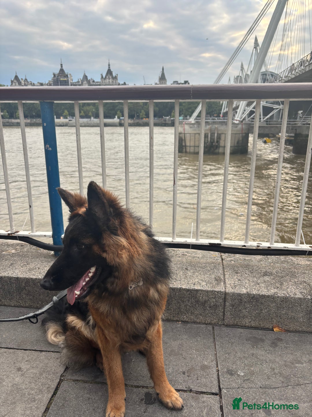 German Shepherd dogs for sale: Rehoming 1 Year Old German Shepherd Male - Image 4