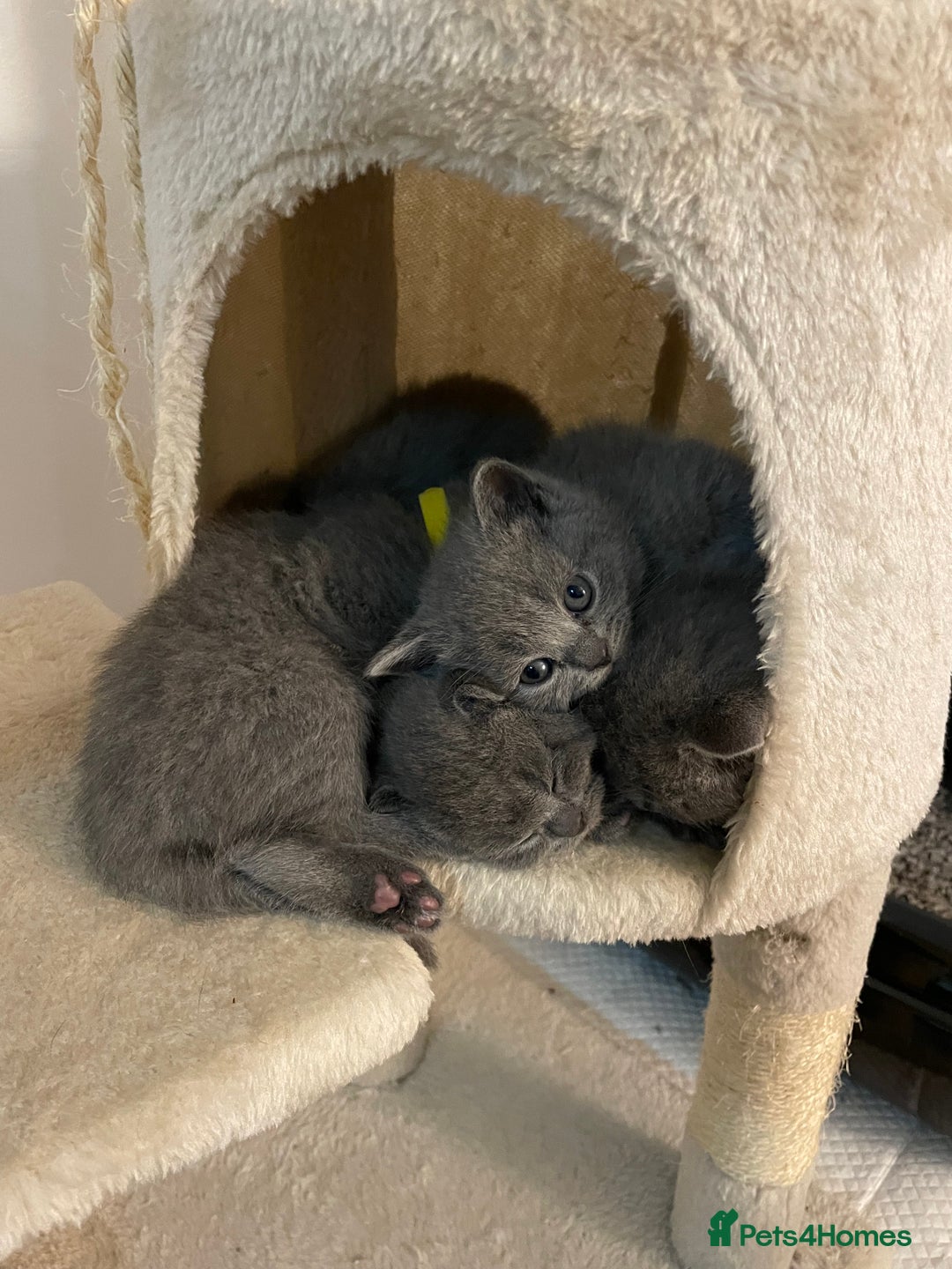 Scottish Fold cats for sale: PURE BREED SCOTTISH FOLD KITTENS 🐾 - Advert 10