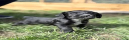 Cocker Spaniel dogs for sale: Working cocker spaniel puppies  - Advert 5