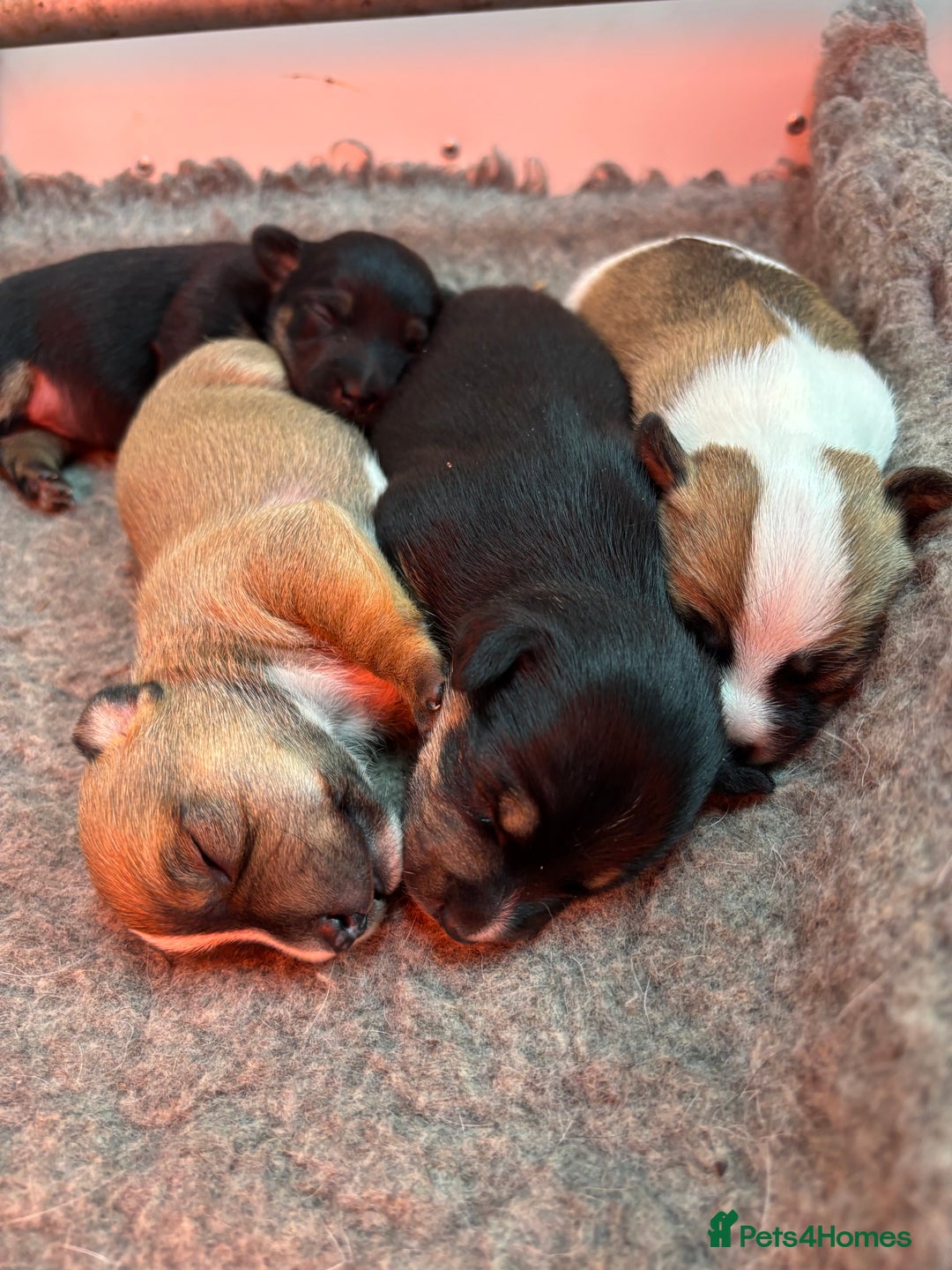 Jack Russell dogs for sale: *last one* Miniature Jack Russell’s  - Advert 13