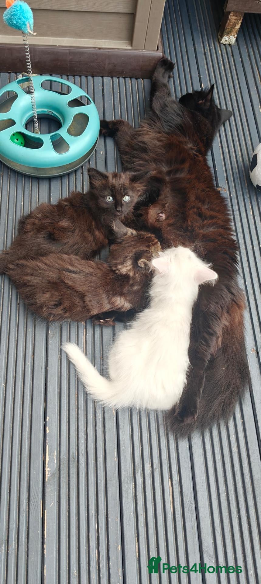 Mixed Breed cats Little cuties - Advert 2
