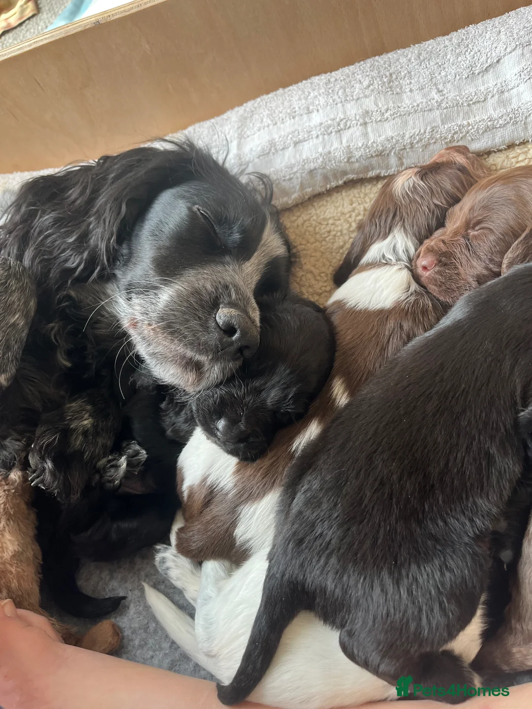 Sprocker dogs for sale: Sprockers for sale.  in Bicester - Advert 2