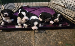Sprollie dogs for sale: Sprollie Puppies - Image 2