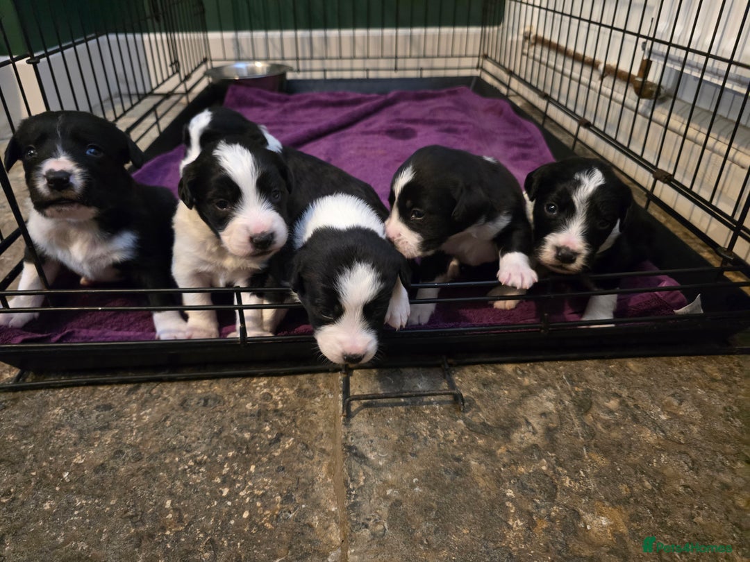Sprollie dogs for sale: Sprollie Puppies - Image 2