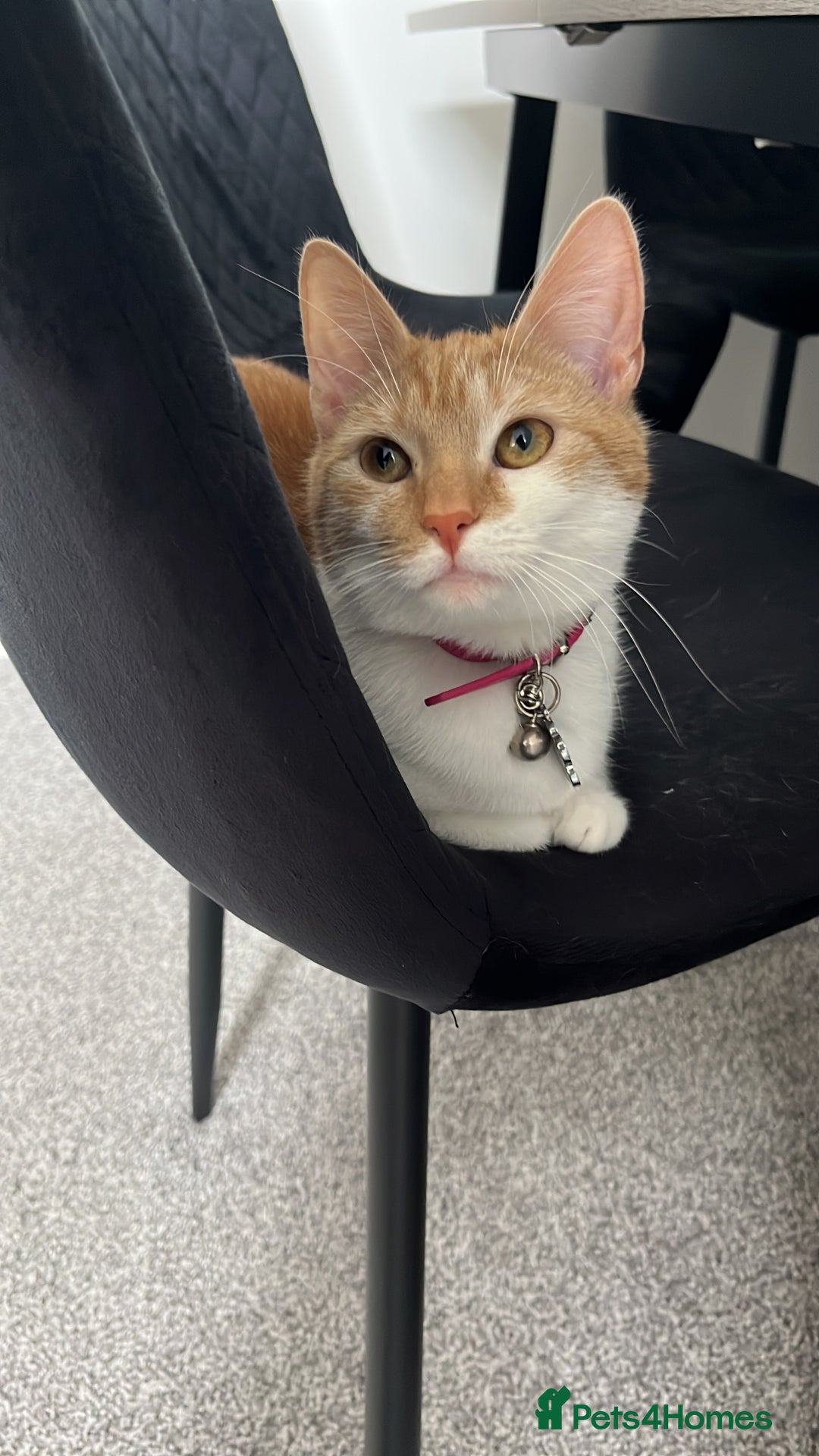 Domestic Shorthair cats for sale: Ginger & White Domestic Female Shorthair - Advert 5