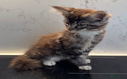Maine Coon cats for sale: GCCF Registered Kittens. Beautiful lively kittens  - Image 5