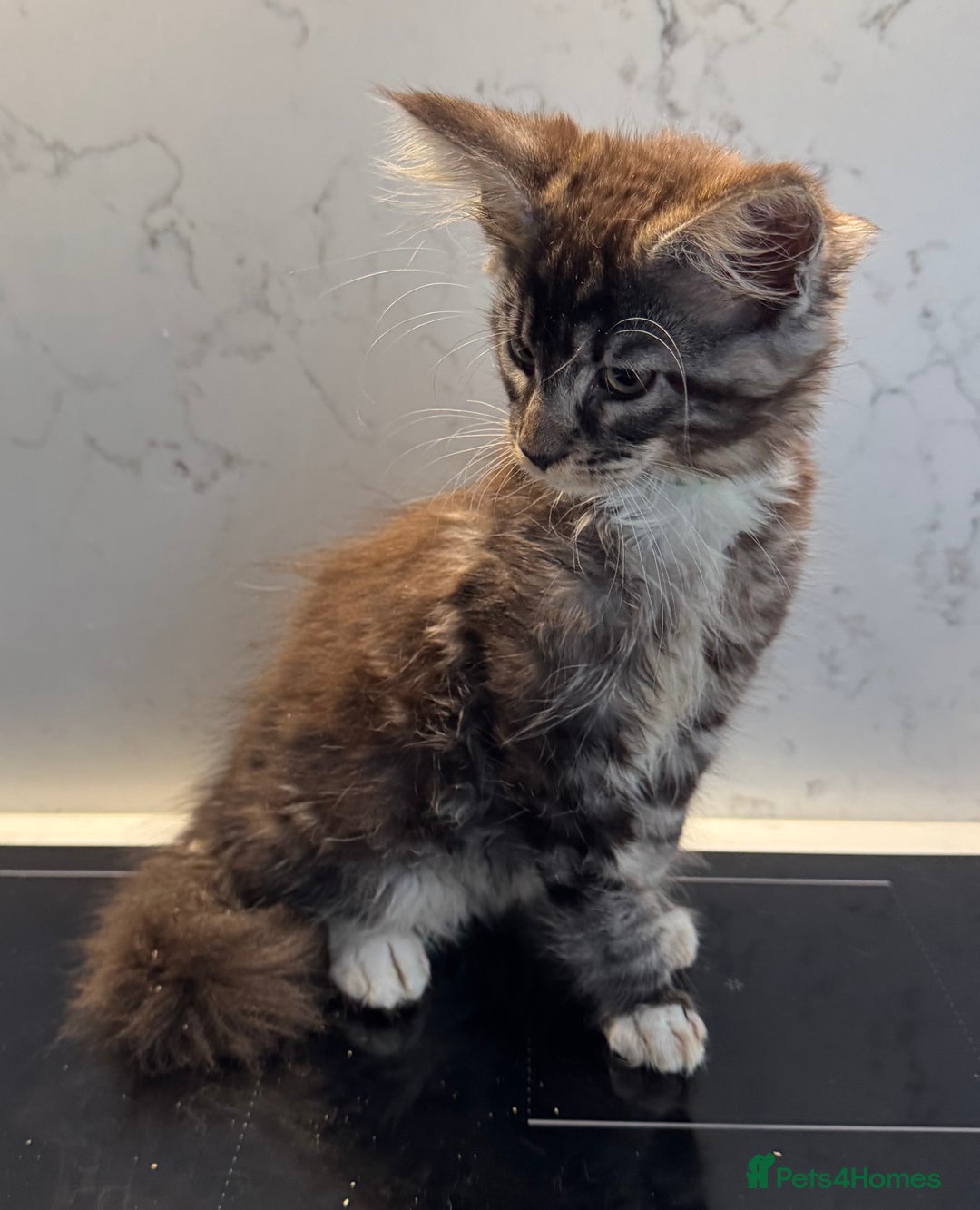Maine Coon cats for sale: GCCF Registered Kittens. Beautiful lively kittens  - Image 5