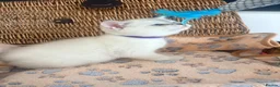 British Shorthair cats for sale: Cuteness overload♥️ British shorthair/chinchillas  - Advert 25