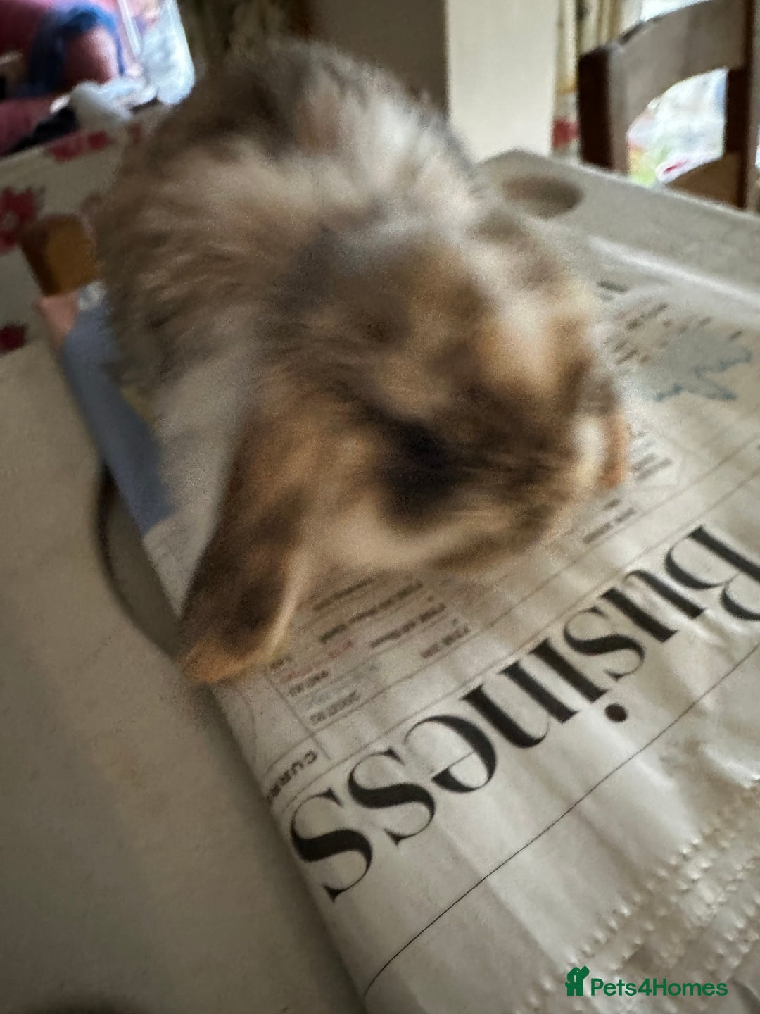Mini Lop rabbits for sale: Mini lop baby bunnies, show parents - Image 6