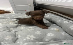 Patterjack dogs for sale: 🐶✨ Patterjack Puppies Ready Soon! ✨🐶 - Image 3