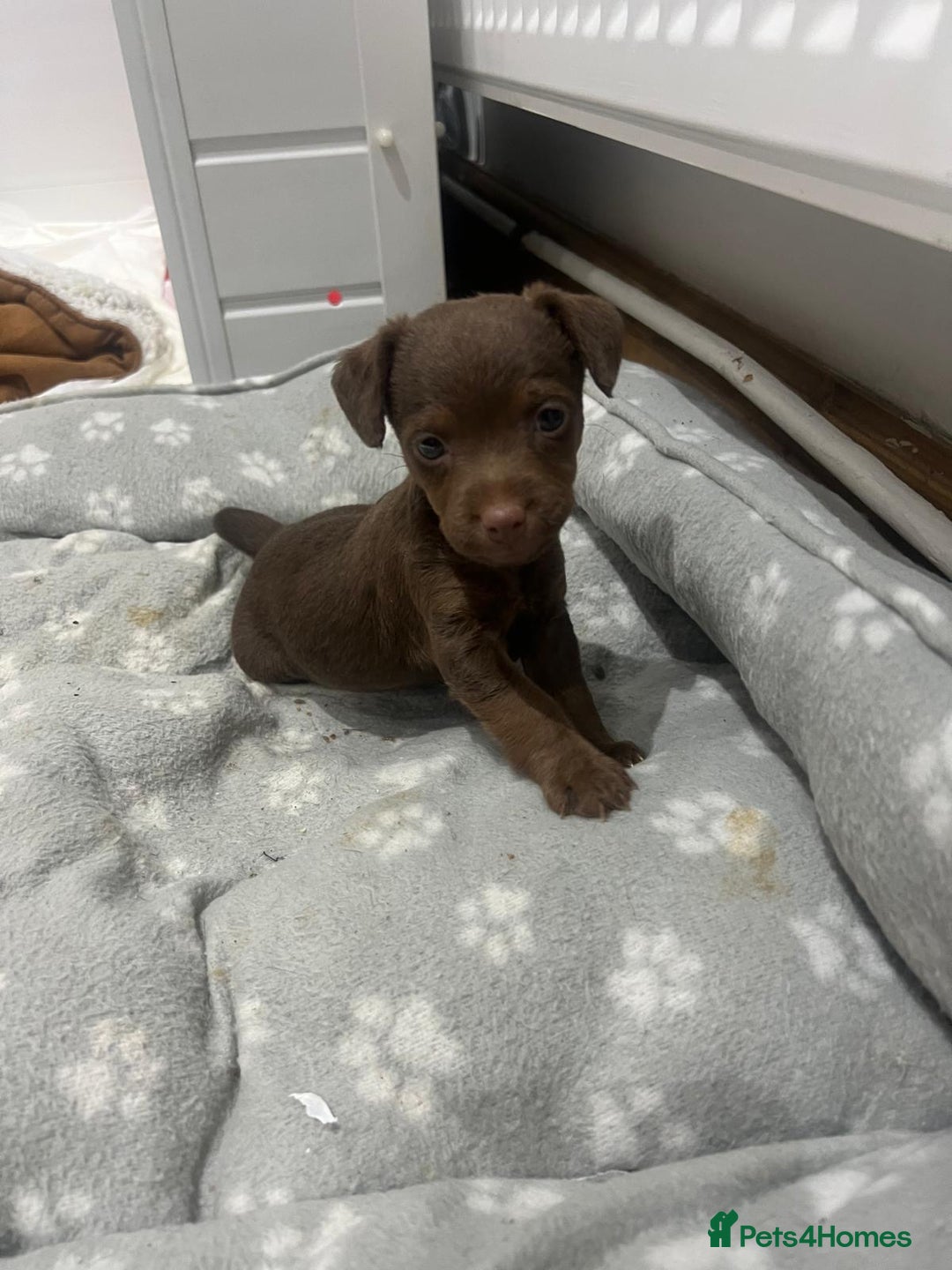 Patterjack dogs for sale: 🐶✨ Patterjack Puppies Ready Soon! ✨🐶 - Image 3