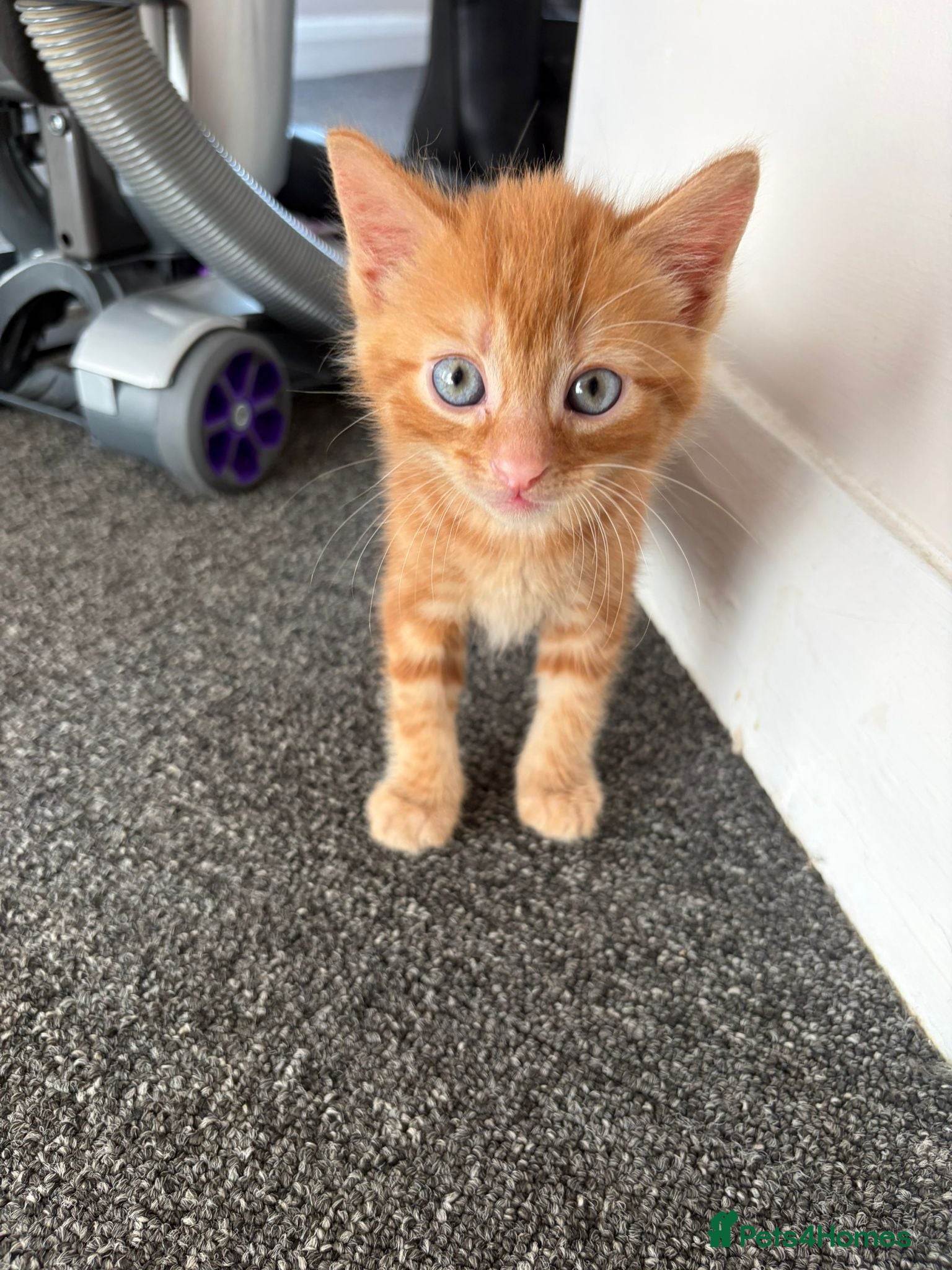 Shorthair kitten ginger