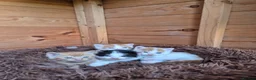 Mixed Breed cats for sale: Only 3 left - adorable friendly kittens - Advert 8