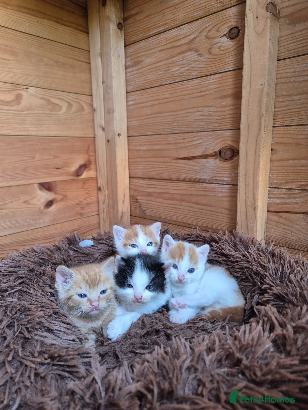 Mixed Breed cats for sale: Only 3 left - adorable friendly kittens - Advert 8