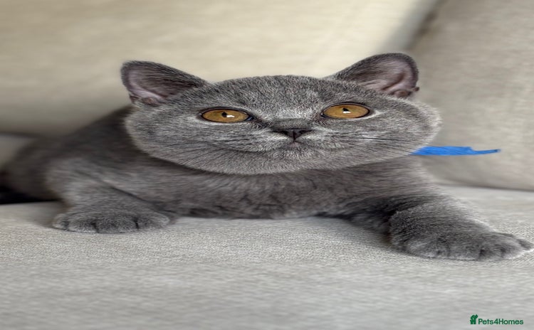 British Shorthair cats - Advert 13