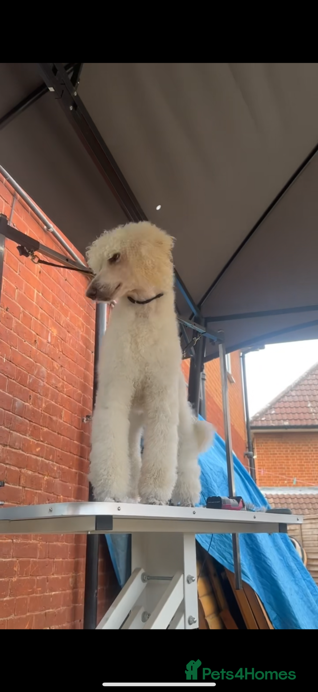 Standard Poodle dogs for sale: female standard poodle for sale  - Image 2
