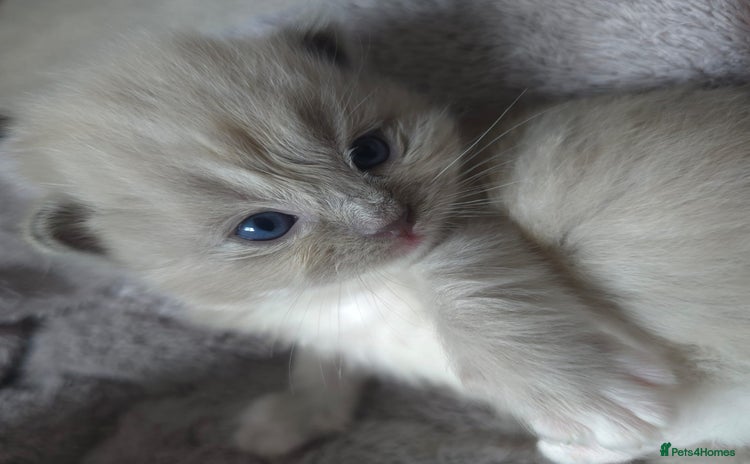 Ragdoll cats - Advert 5