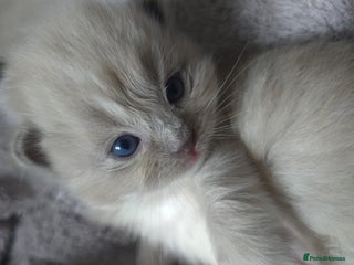 Ragdoll cats - Advert 36
