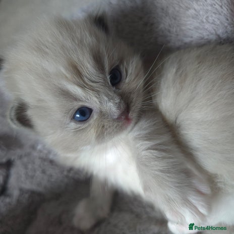 Ragdoll cats - Advert 3